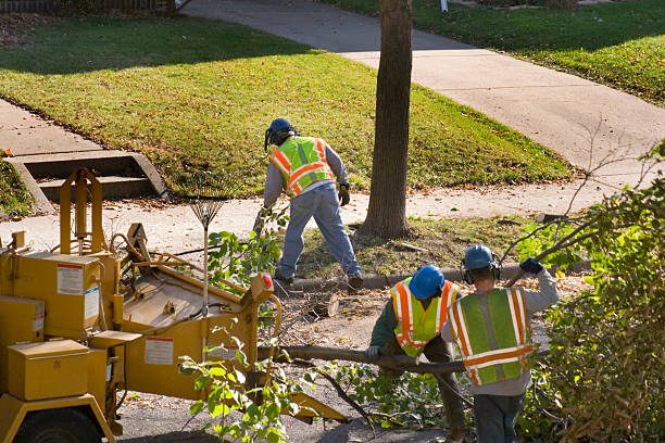 Best Tree and Shrub Care  in Freedom, PA