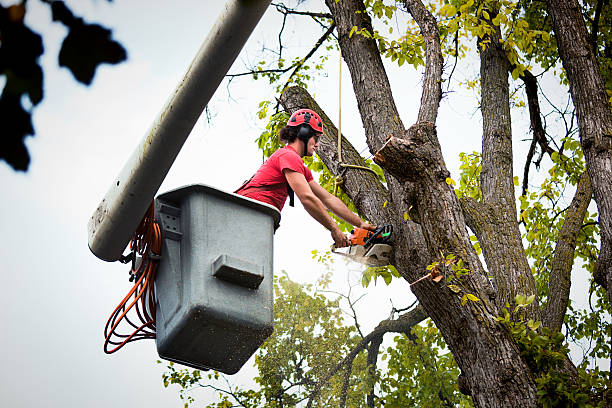 How Our Tree Care Process Works  in  Freedom, PA